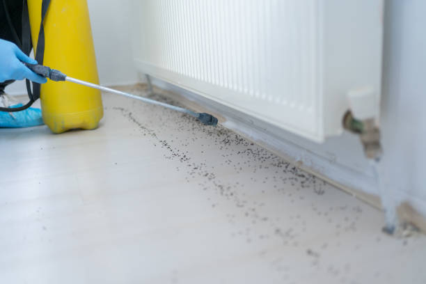 Best Ant Control Services  in Oldsmar, FL