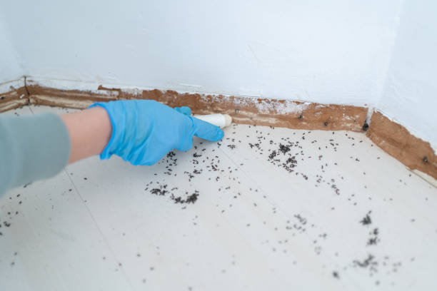 Professional Pest Control in Oldsmar, FL